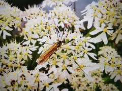Nephrotoma appendiculata