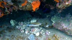 Canthigaster capistrata