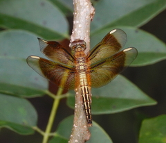 Neurothemis manadensis