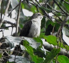 Cacomantis sonneratii