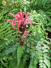 Justicia carnea