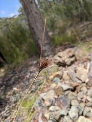 Ptilothrix deusta