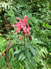 Justicia carnea
