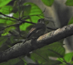 Muscicapa muttui