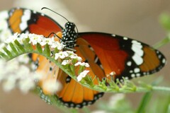 Danaus chrysippus orientis