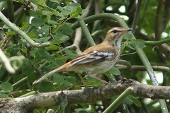 Cercotrichas leucophrys