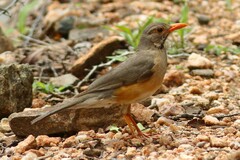 Turdus libonyana
