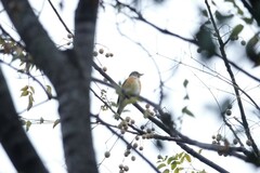 Turdus hortulorum