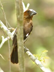 Amblyospiza albifrons