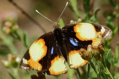 Junonia hierta cebrene