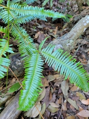 Dicranopteris