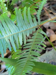 Dicranopteris