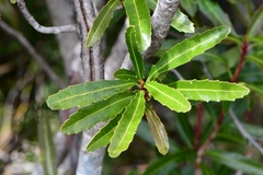 Cenarrhenes nitida
