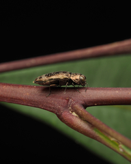 Diphucrania