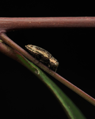 Diphucrania