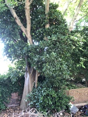Corynocarpus laevigatus