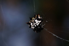 Gasteracantha sacerdotalis