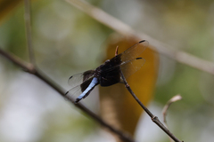 Thermorthemis madagascariensis