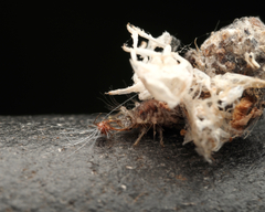 Monophlebidae