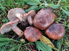 Tricholoma fracticum