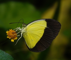 Eurema candida
