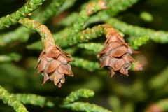 Athrotaxis cupressoides