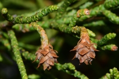 Athrotaxis cupressoides