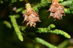 Athrotaxis cupressoides