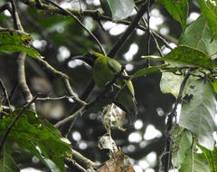 Chloropsis aurifrons