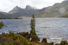 Athrotaxis cupressoides