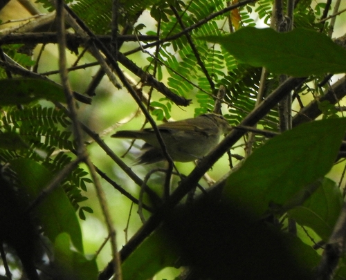 Large-billed Leaf Warbler (Phylloscopus magnirostris), photo 6