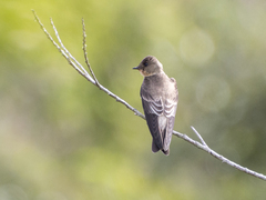 Stelgidopteryx ruficollis