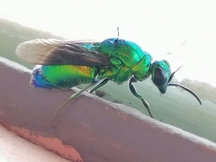 Stilbum