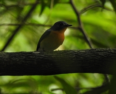 Cyornis tickelliae