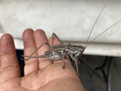 Austrosaginae