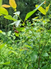 Verrucosa meridionalis