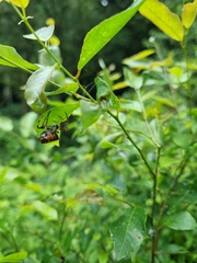 Verrucosa meridionalis