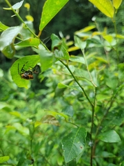 Verrucosa meridionalis