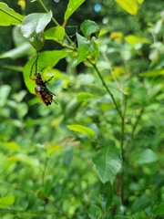 Verrucosa meridionalis