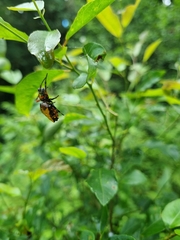 Verrucosa meridionalis