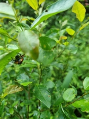 Verrucosa meridionalis