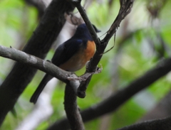 Cyornis