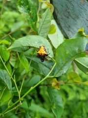 Verrucosa meridionalis