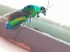Stilbum