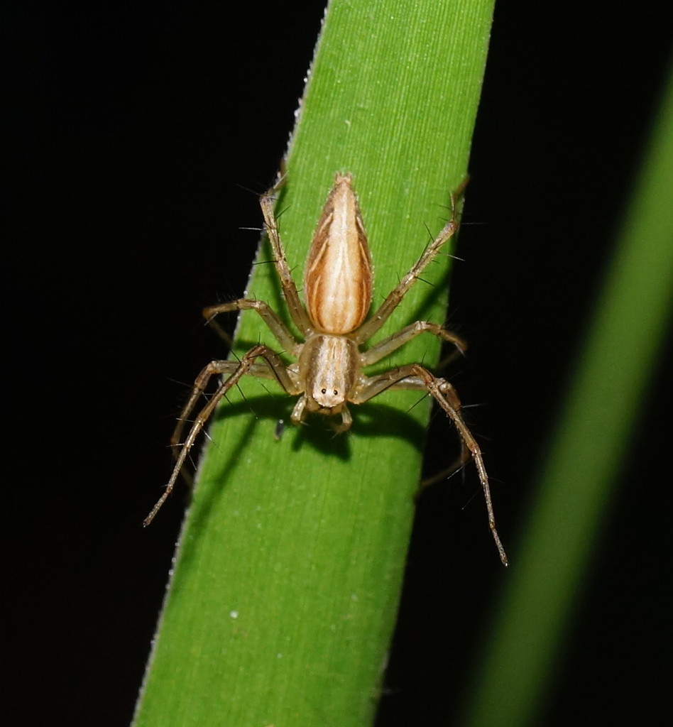 Northern Lynx Spider