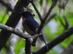 Cyornis tickelliae