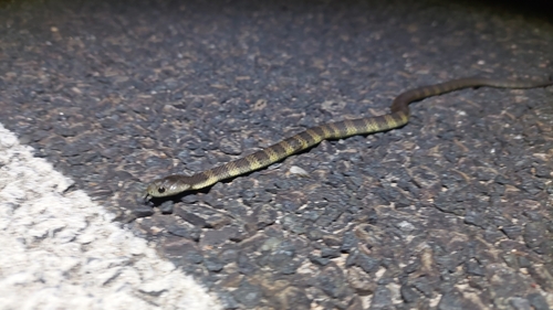 Eastern Tiger Snake sighting