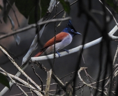 Terpsiphone paradisi