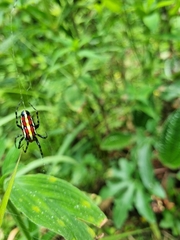 Alpaida grayi