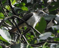 Cacomantis sonneratii